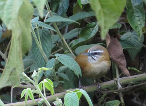 img_7871-mantaro-wren