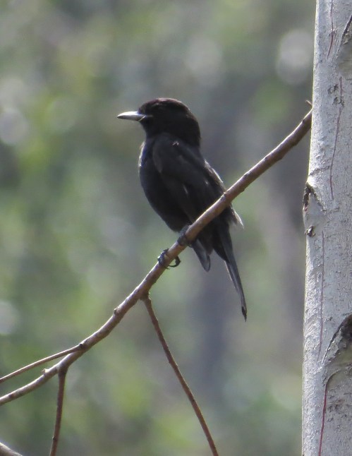 img_7909-white-winged-black-tyrantt