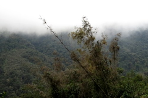 img_7963-flowering-bamboo