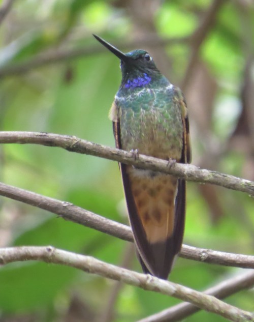 img_7982-violet-fronted-starfrontlet