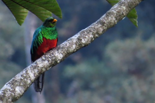 img_7991-golden-headed-quetzal