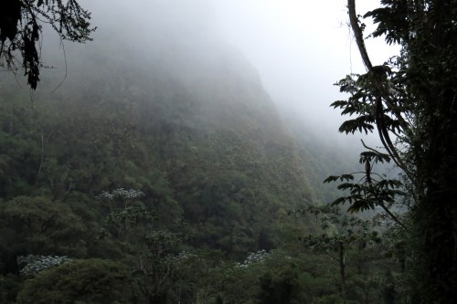 img_8024-sub-tropical-forest