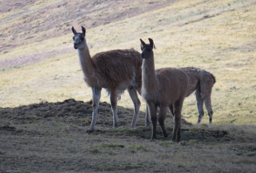 img_8059-llamas