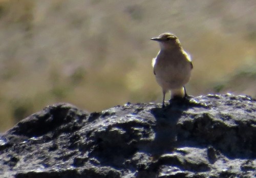 img_8066-dark-winged-miner