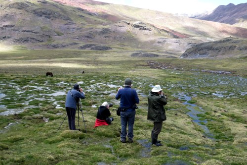 img_8203-marcapomacocha-watching-dsp