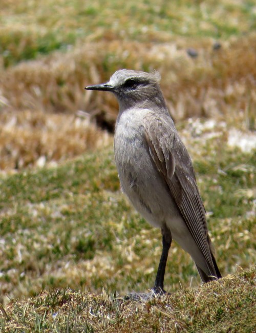 img_8256-ground-tyrant-cinereous