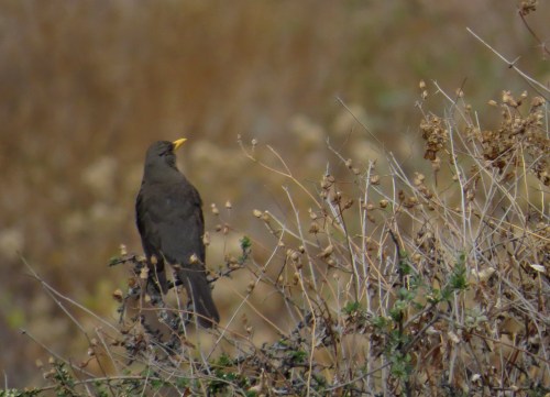 img_8315-thrush-to-id