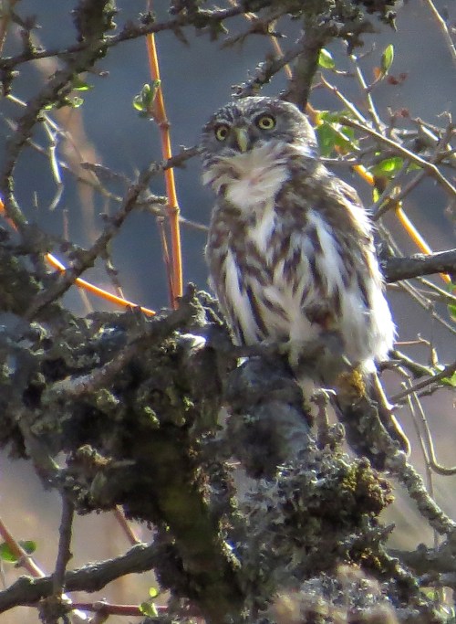 img_8329-pacific-screech-owl