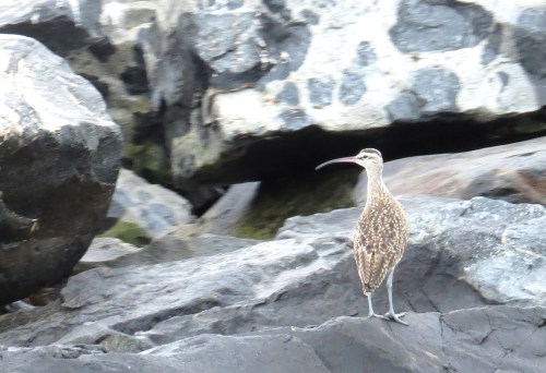img_8353-hudsonian-whimbrel