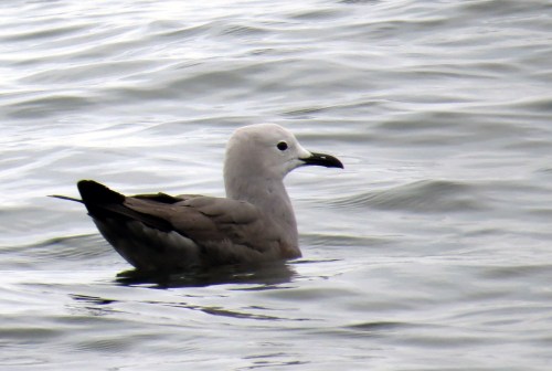 img_8363-grey-gull