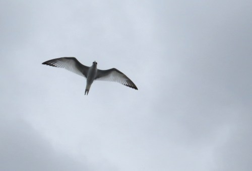 img_8368-swallow-tailed-gull