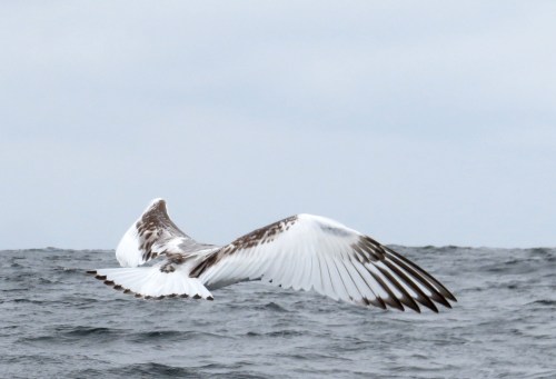 img_8380-swallow-tailed-gull