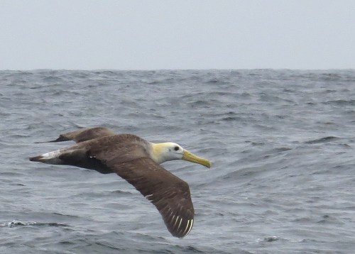 img_8428-waved-albatross