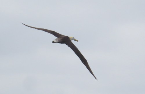 img_8429-waved-albatross