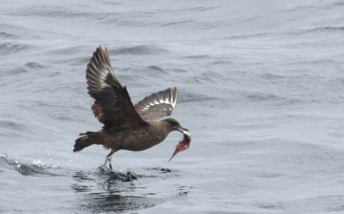 img_8432-chilean-skua