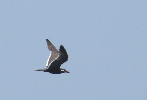 img_8464-inca-tern