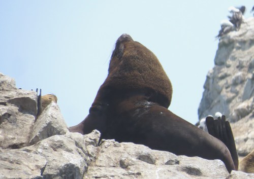 img_8469-sealion-male