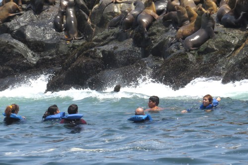 img_8497-swimming-with-sealions