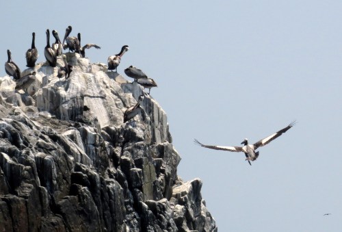 img_8508-chilean-pelicans
