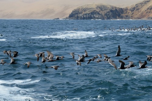 img_8542-inca-tern-flock