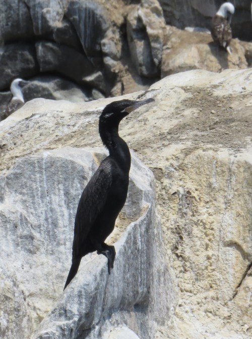 img_8544-neotropic-cormorant