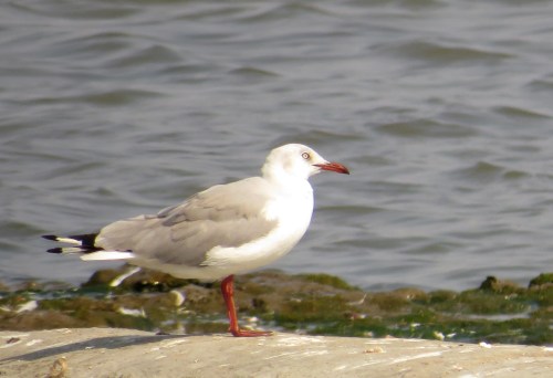 img_8583-grey-hooded-gull