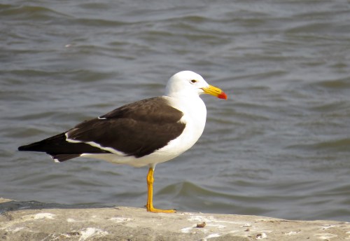 img_8587-belchers-gull