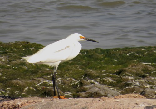 img_8588-snowy-egret
