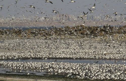 img_8593-franklins-gulls-for-quiz