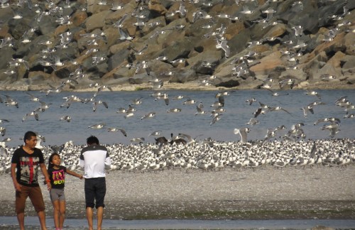 img_8601-franklins-gulls-people