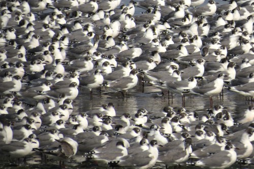 img_8614-franklins-gulls