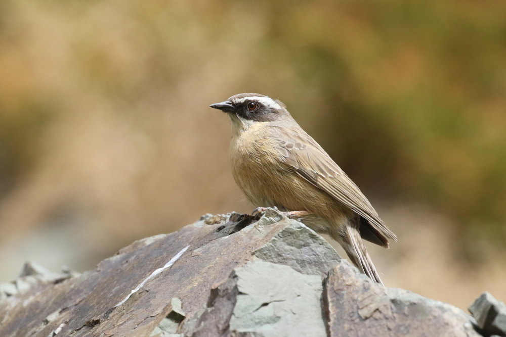 brown_accentor1_JO