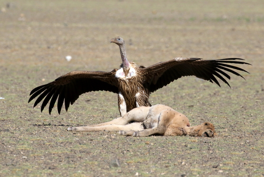 himalayan_griffon_JO