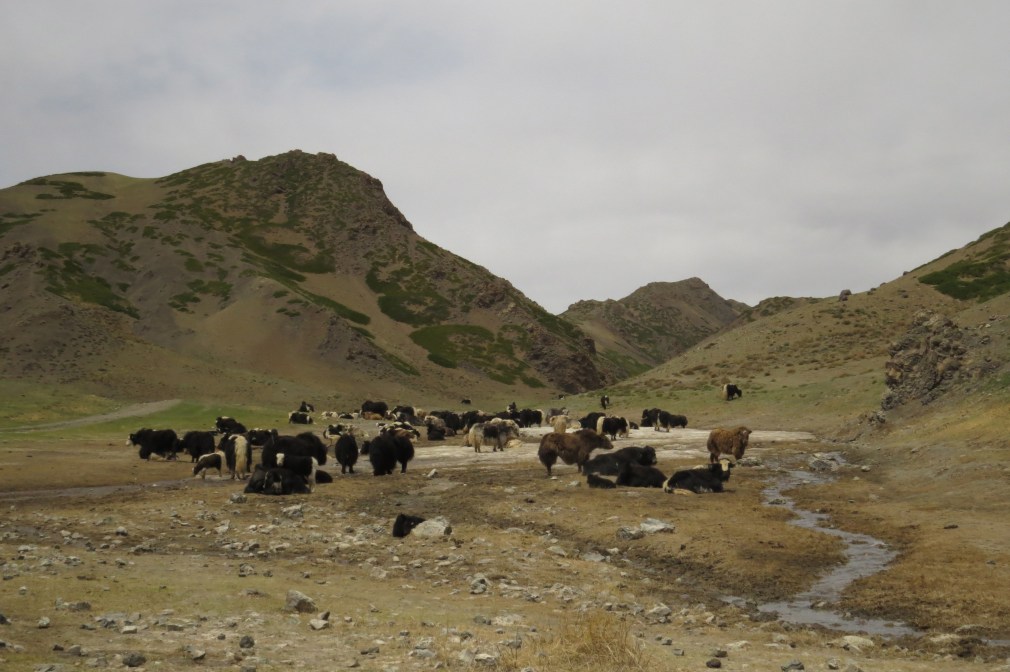 IMG_2581 Yoliam NP + yaks