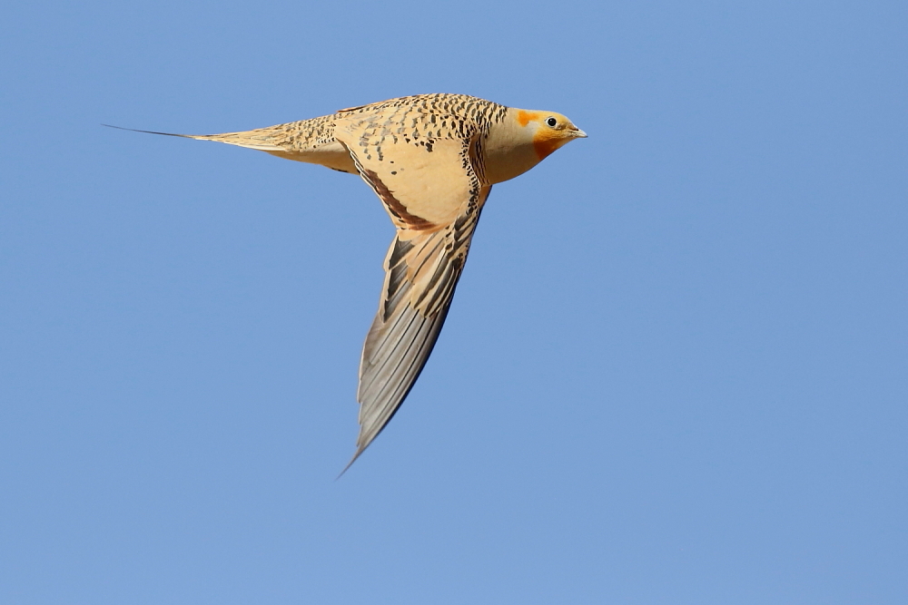 pallas_sandgrouse1_JO