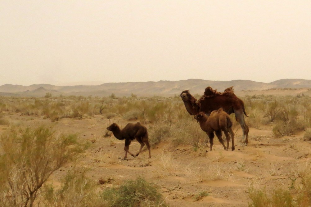 IMG_2648 camels