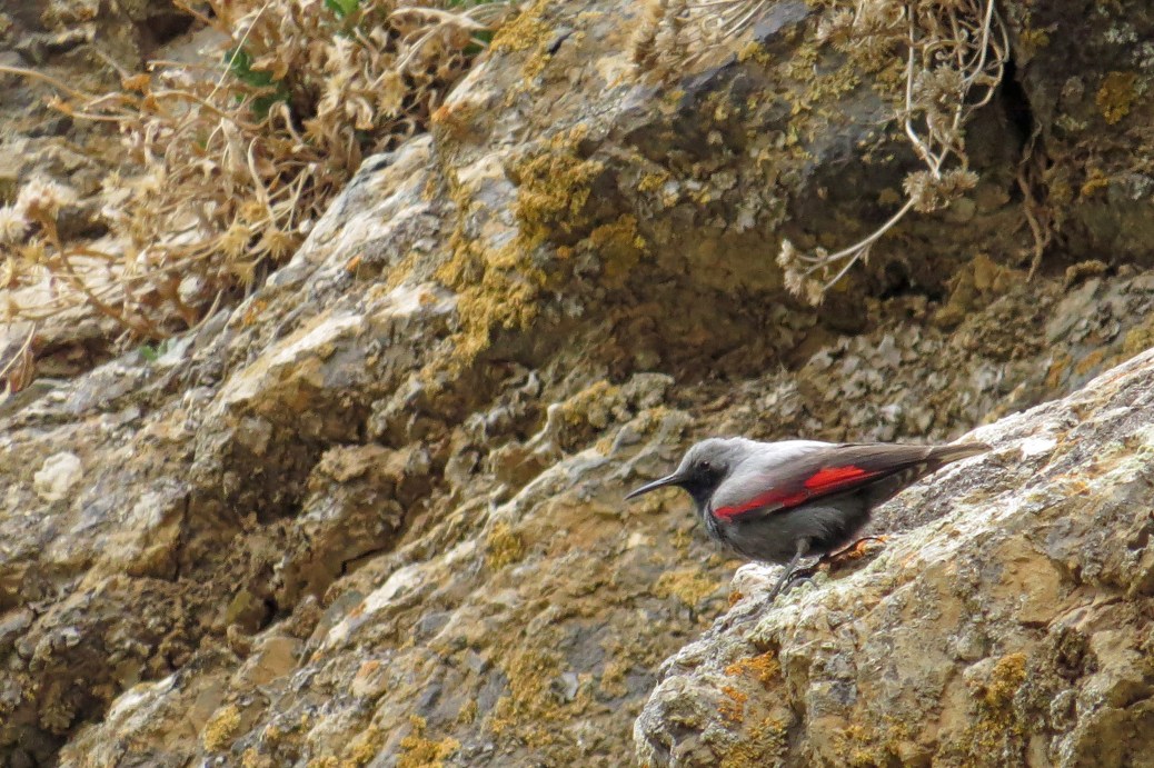 IMG_2567 Wallcreeper male