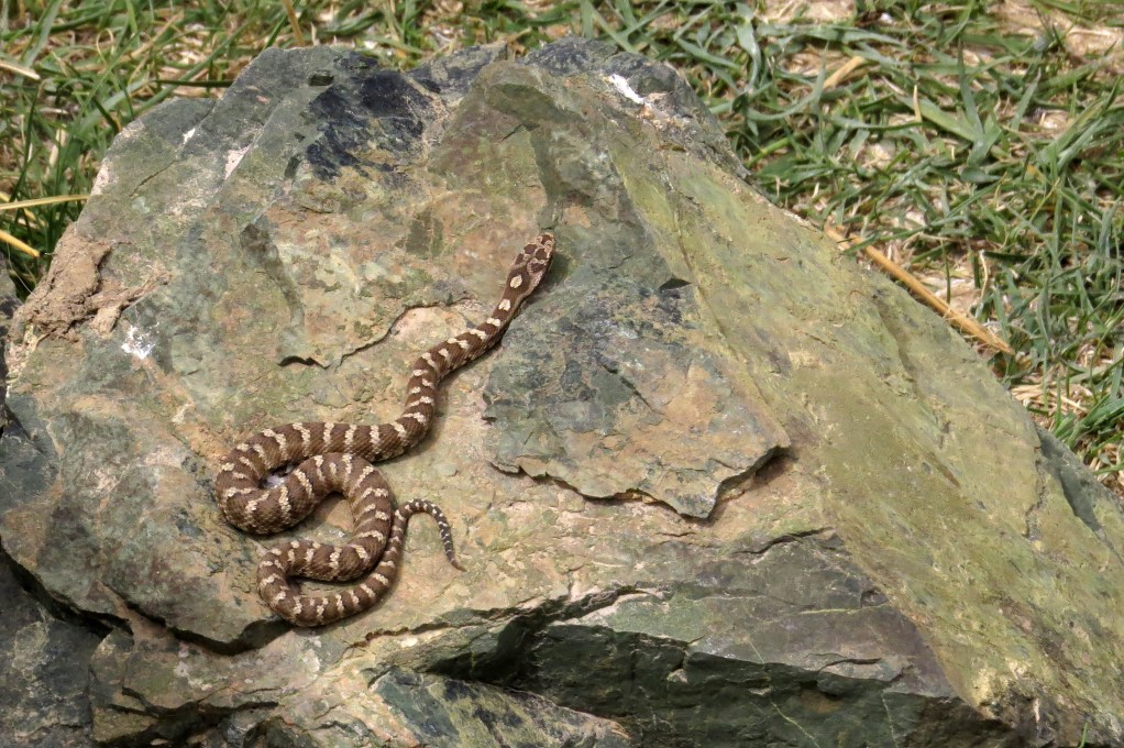 IMG_2572 Hayl's Central Asian Viper