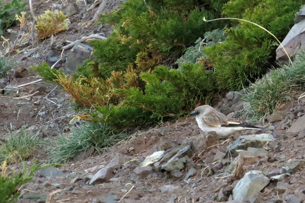 IMG_2436 WW Snowfinch