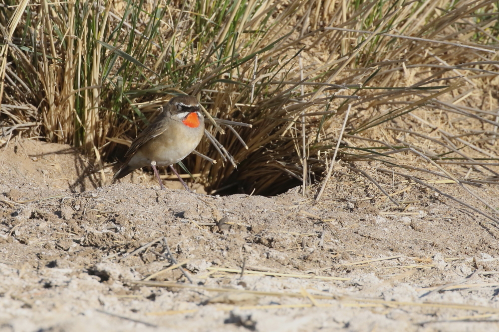 rubythroat_resting_JO